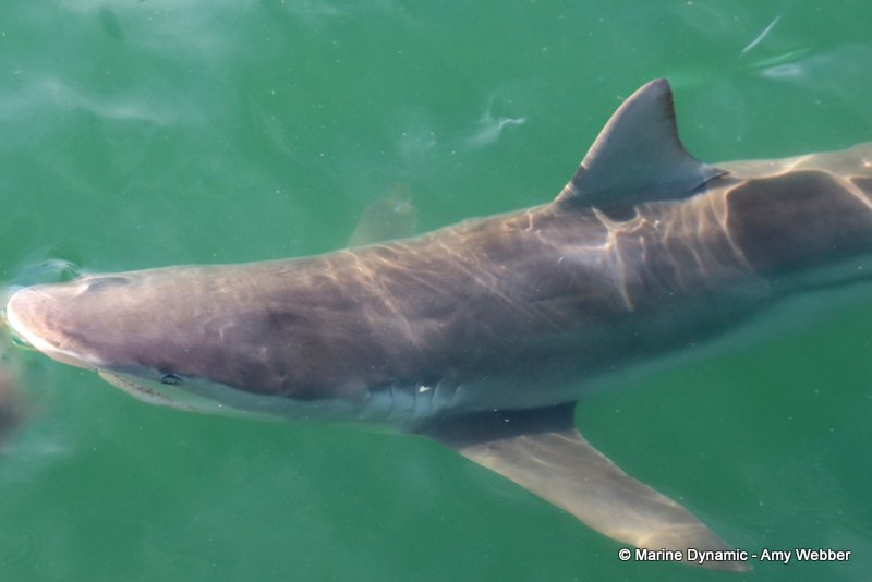 Bronze whaler sharks, South Africa