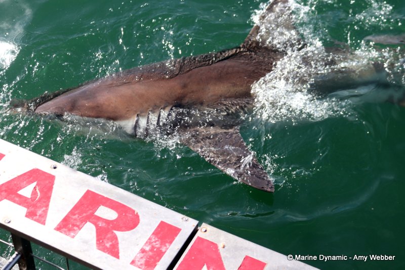 Bronze whaler sharks, South Africa