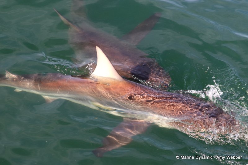 Bronze whaler sharks, South Africa