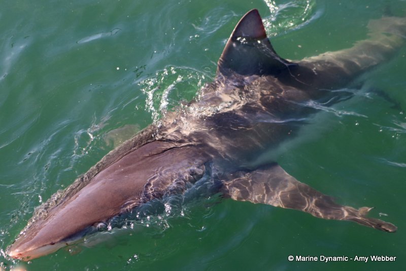 Bronze whaler sharks, South Africa