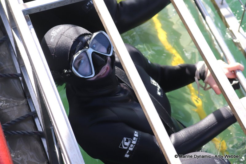 Shark Cage Diving, South Africa