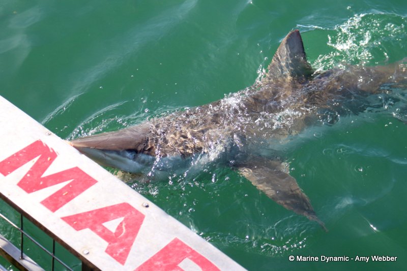Bronze whaler sharks, South Africa