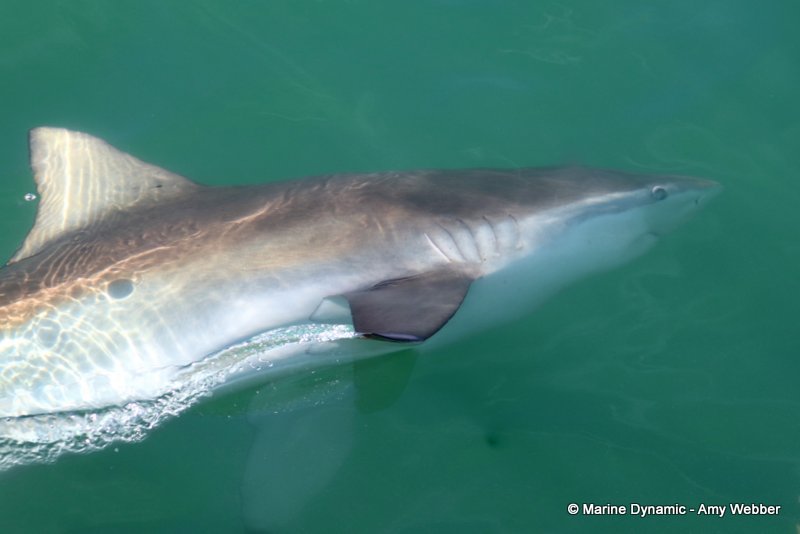 Bronze whaler sharks, South Africa