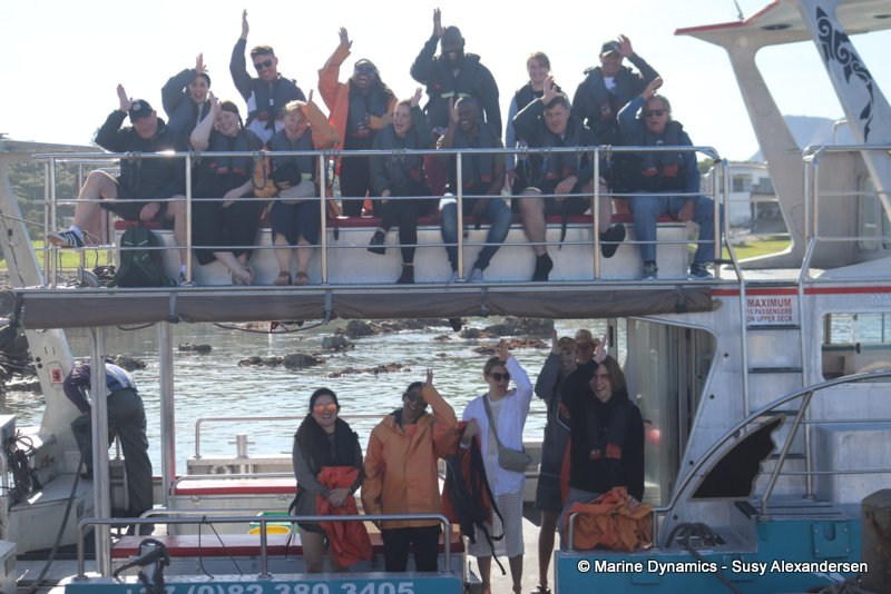 Shark cage diving, South africa