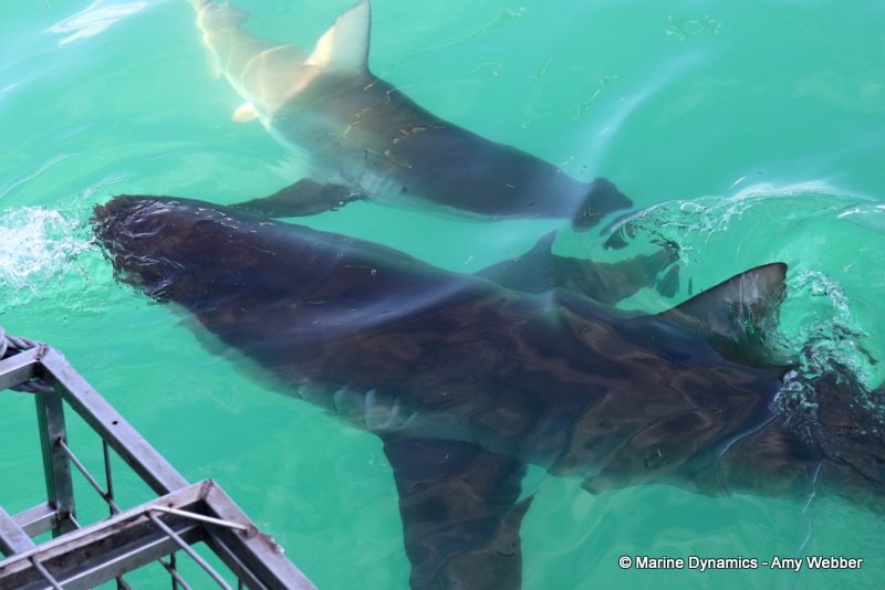 Bronze whaler shark, South Africa
