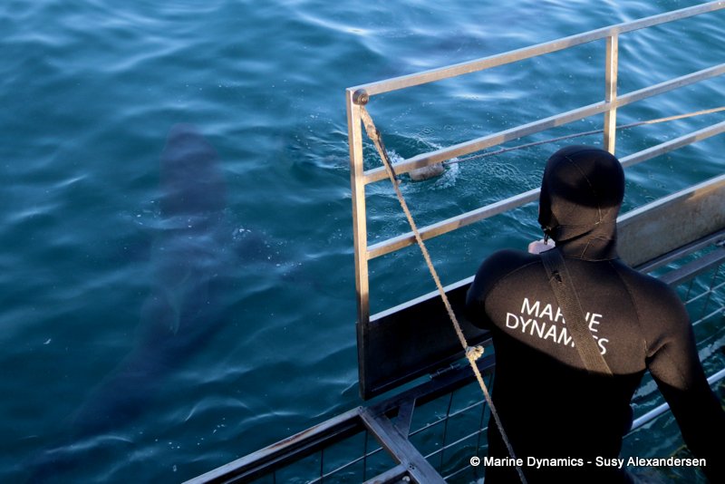 Bronze whaler shark, Gansbaai, South Africa, Shark Cage diving