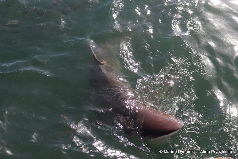 Bronze whaler shark, South Africa