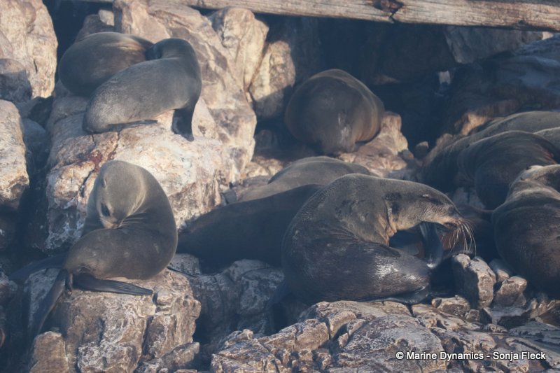 Shark Cage Diving, South Africa, Cape fur seals