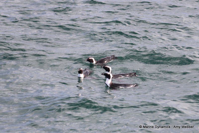 Shark Cage Diving, South Africa, African penguins