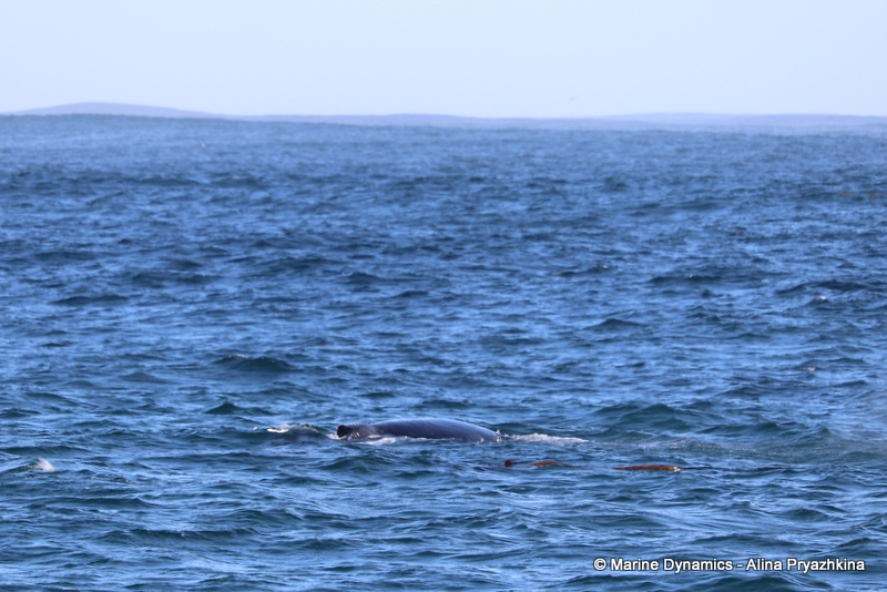 Shark Cage Diving, South Africa, Humpback whale