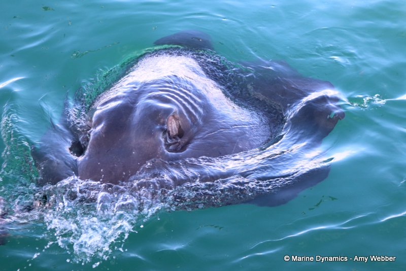 Short-tail stingray, South Africa