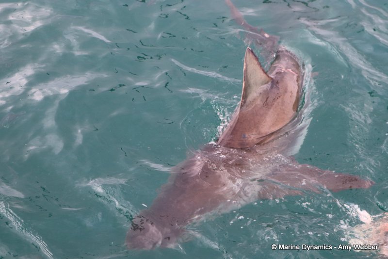 Bronze whaler shark, South Africa