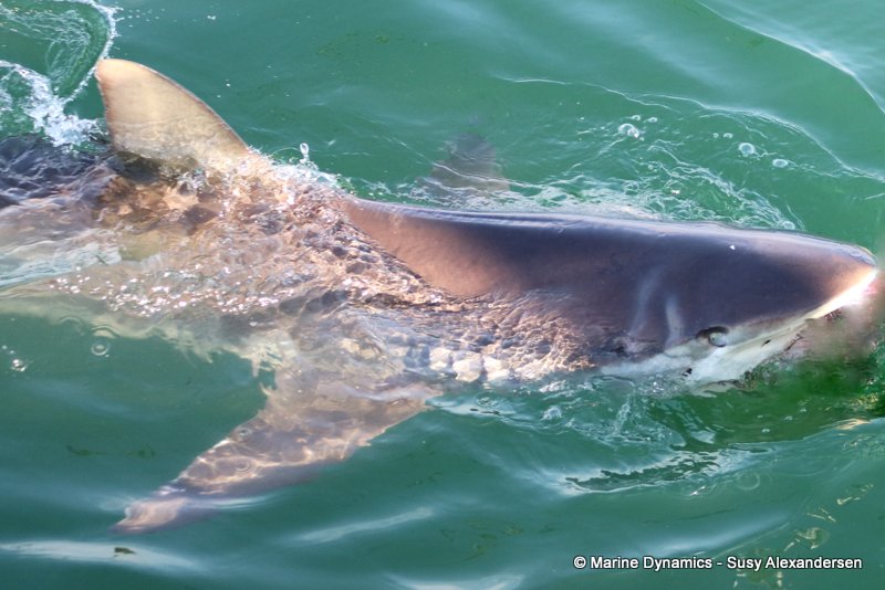 Bronze whaler shark, South Africa