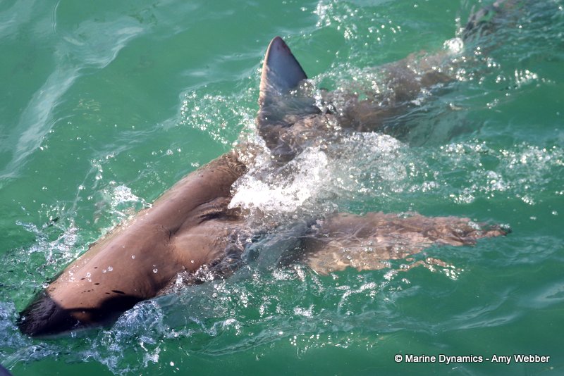 Bronze whaler shark, South Africa