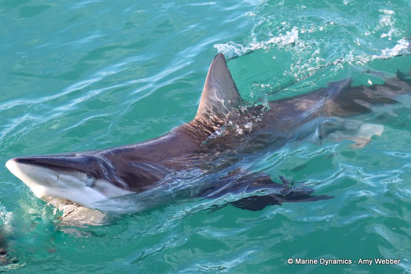 Bronze whaler shark, South Africa