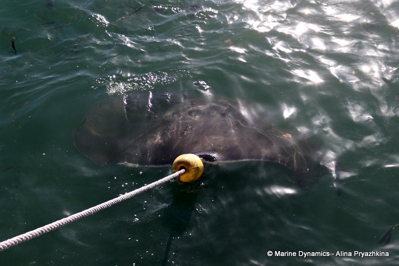 Short-tail stingray, South Africa