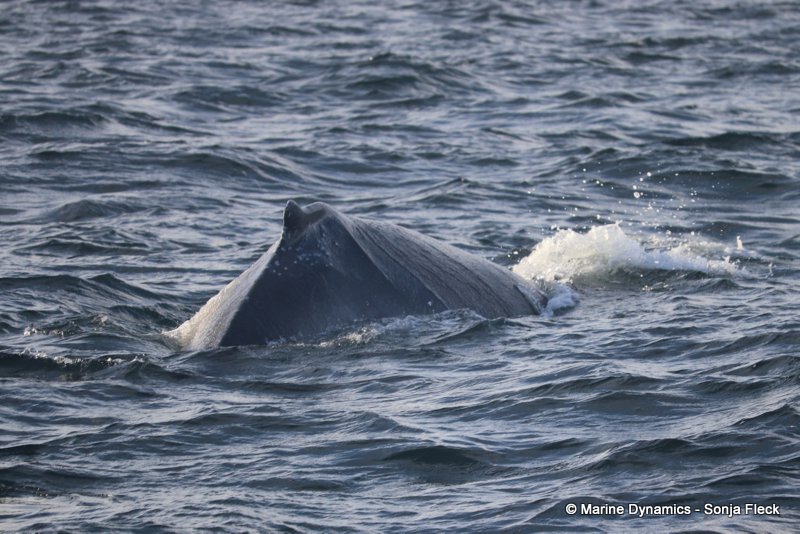 Shark Cage Diving, South Africa, Humpback whale