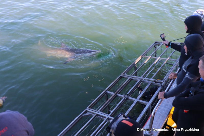Bronze whaler sharks, Gansbaai, south africa, Shark cage diving