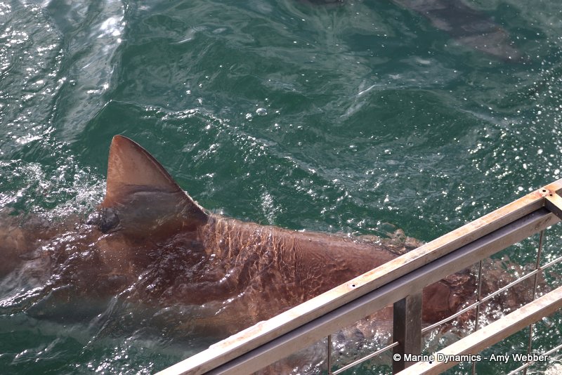 Shark Cage Diving, South Africa, Bronze whaler shark