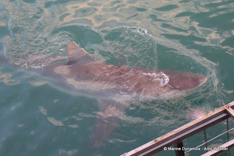 Shark cage diving, South Africa, Bronze whaler shark