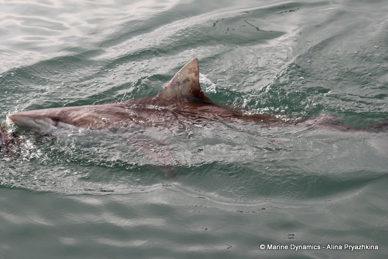 Shark cage diving, South Africa, Bronze whaler sharks