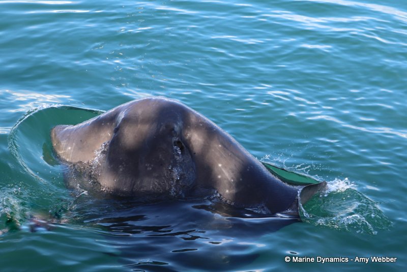 Short-tail stingray, South Africa