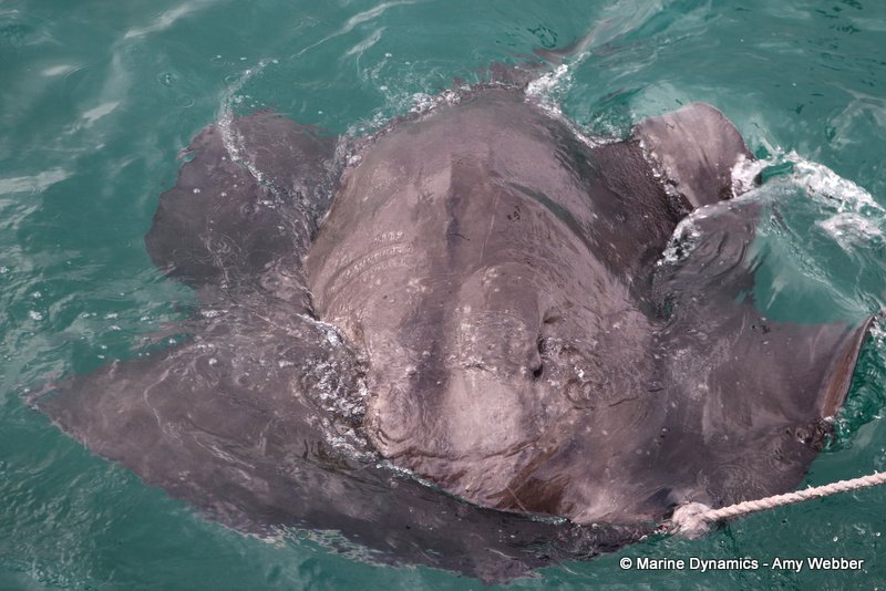 Short-tail stingray, South Africa