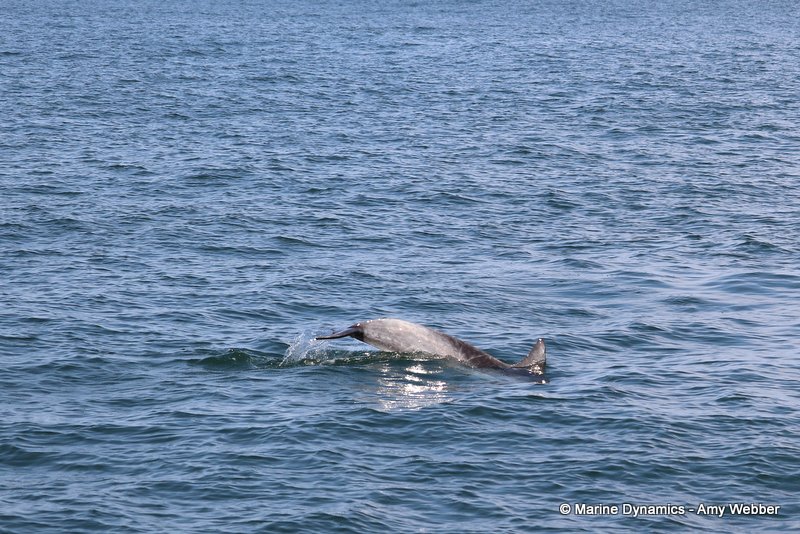 Bottlenose dolphins, South Africa