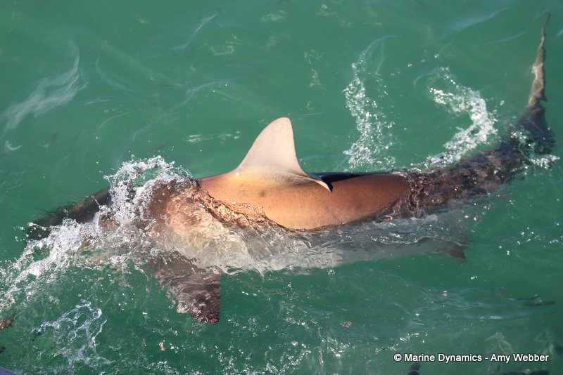 Bronze whaler shark, South Africa