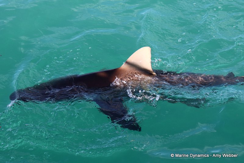 Bronze whaler shark, South Africa
