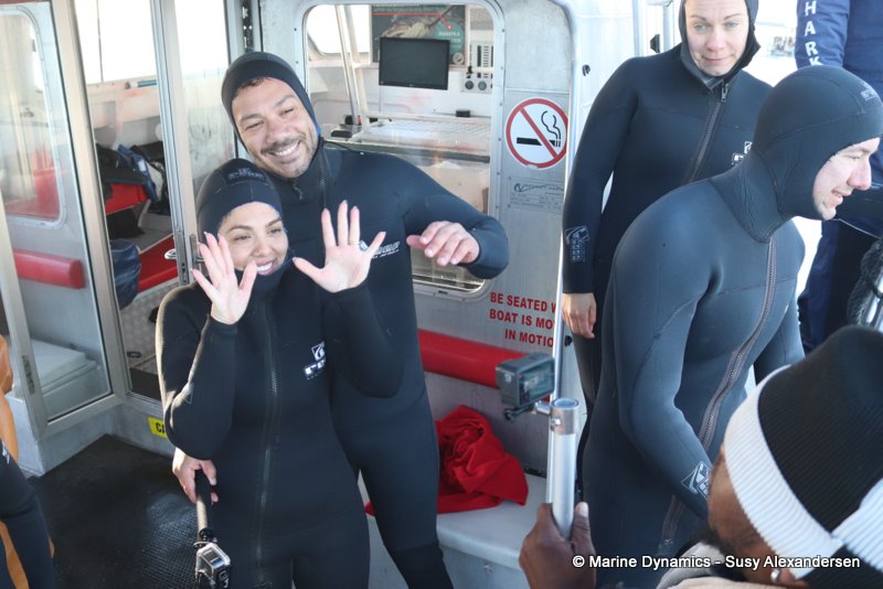 Shark cage diving, Gansbaai, South Africa