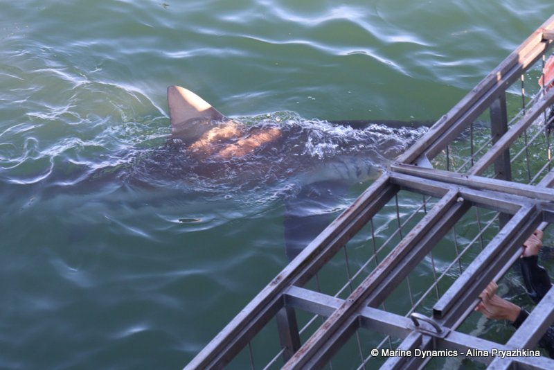 Bronze whaler sharks, Gansbaai, south africa, Shark cage diving