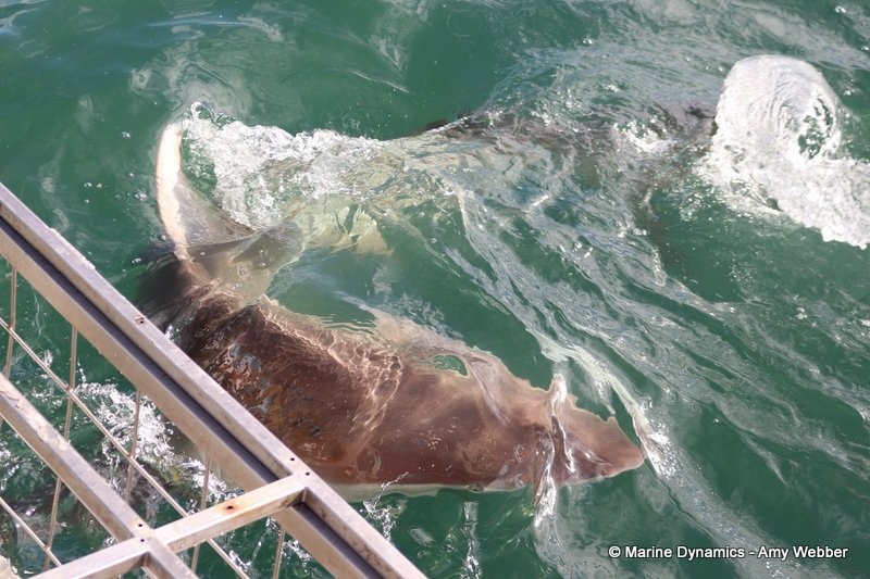 Shark Cage Diving, South Africa, Bronze whaler shark