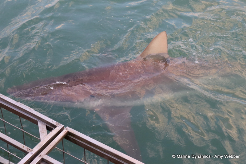 Shark cage diving, South Africa, Bronze whaler shark