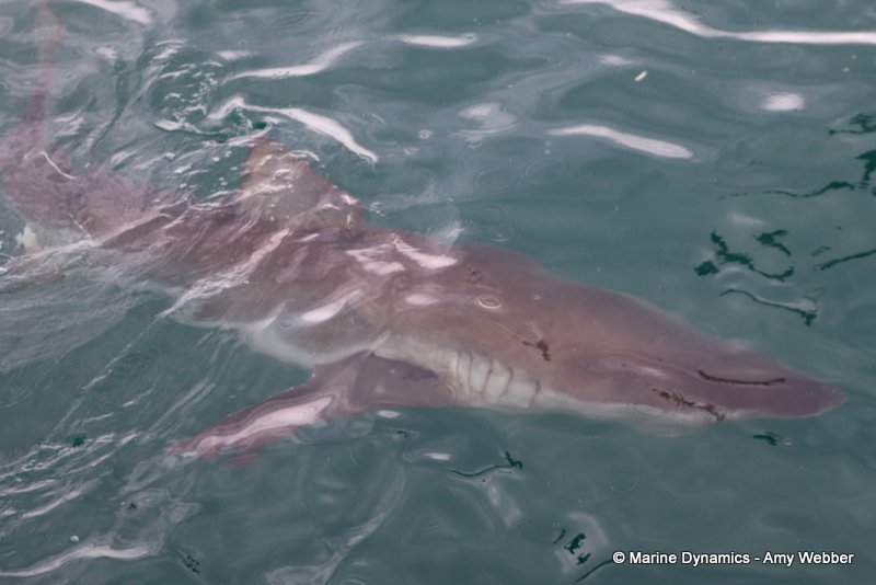 Bronze whaler shark, South Africa