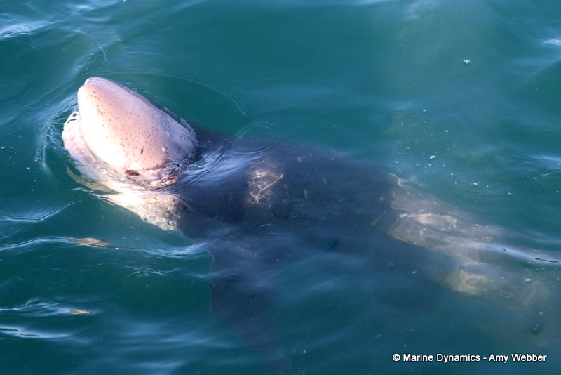 Sevengill shark, South Africa
