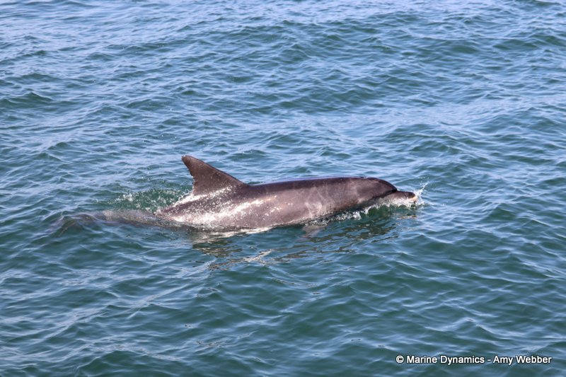 Bottlenose dolphins, South Africa