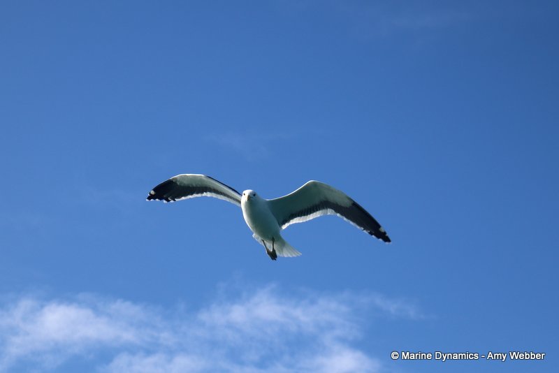 Kelp gull, South Africa