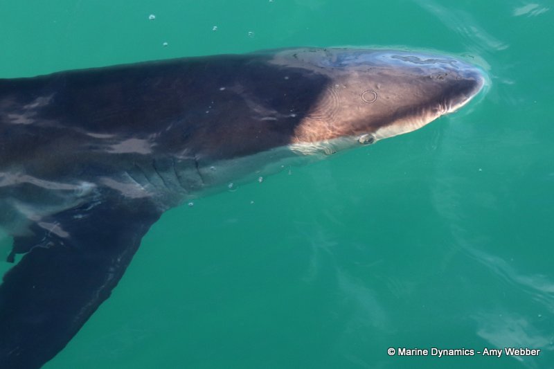 Bronze whaler shark, South Africa