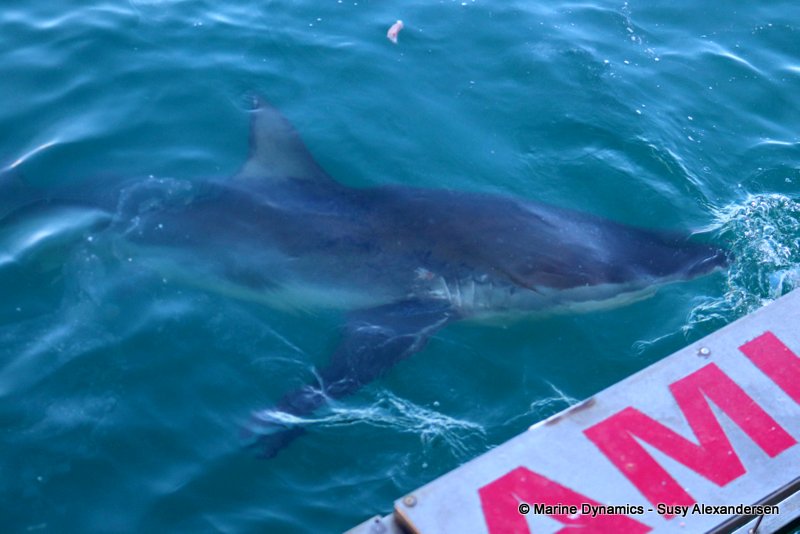 Bronze whaler shark, Gansbaai, South Africa, Shark Cage diving