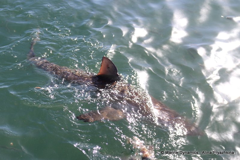 Bronze whaler shark, South Africa