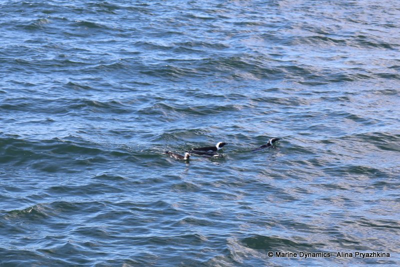 Gansbaai, south africa, Shark cage diving