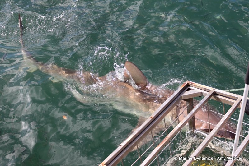 Shark Cage Diving, South Africa, Bronze whaler sharks