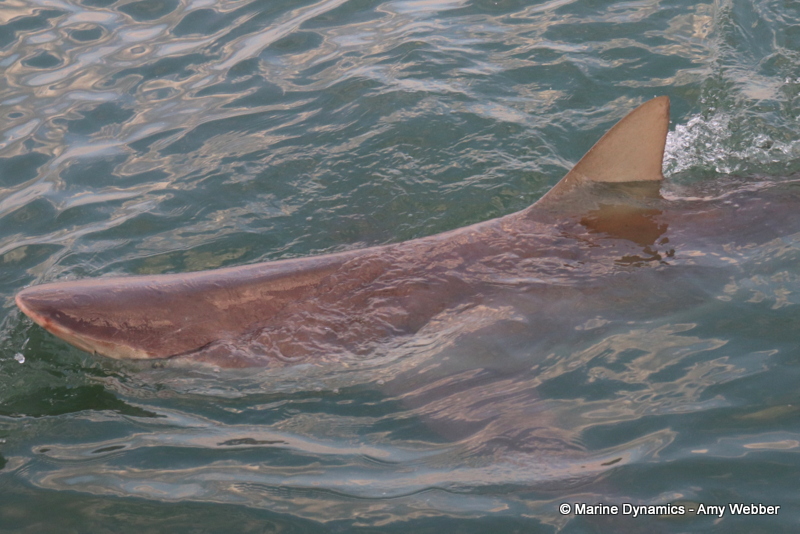 Shark cage diving, South Africa, Bronze whaler shark
