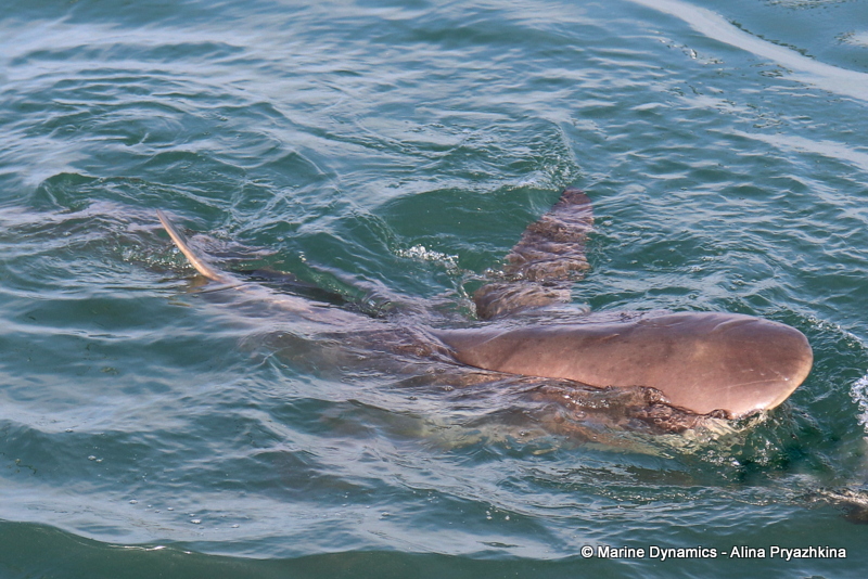 Shark cage diving, South Africa, Bronze whaler sharks