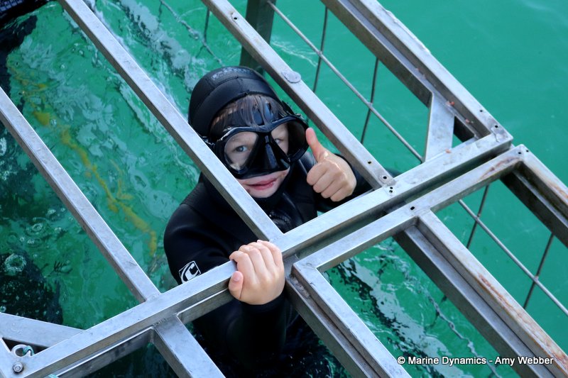 Shark cage diving, South Africa
