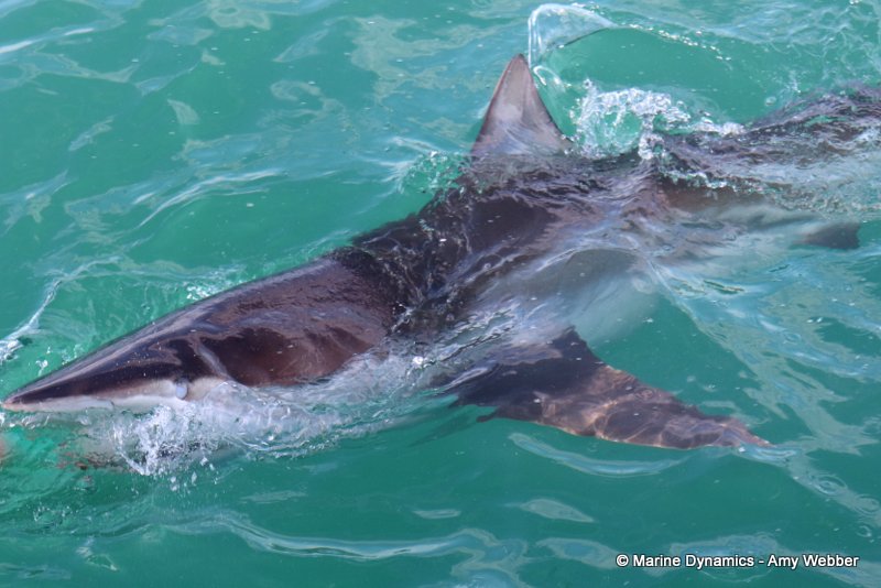 Bronze whaler shark, South Africa