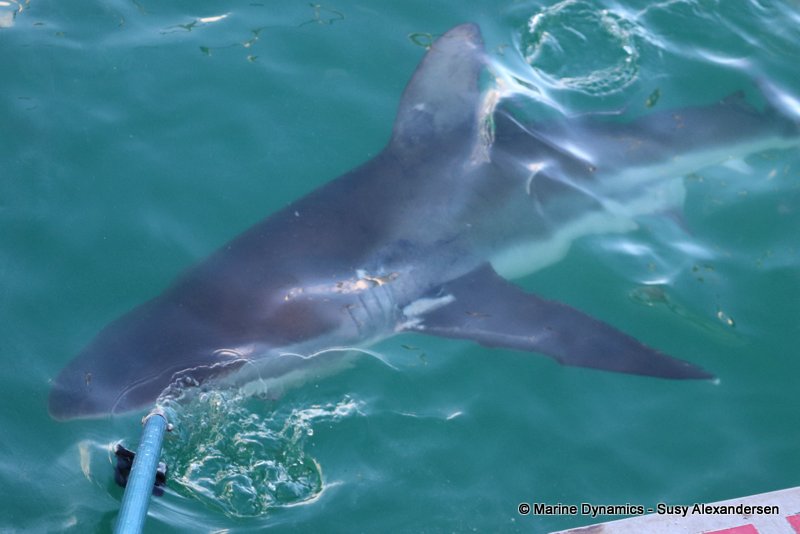Bronze whaler shark, Gansbaai, South Africa, Shark Cage diving