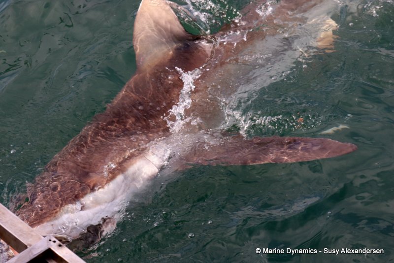 Shark cage diving, south africa