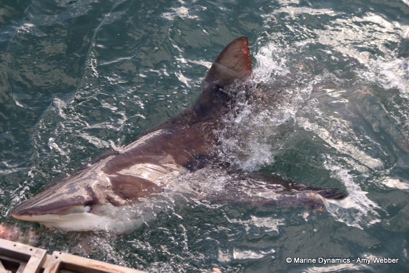 Shark Cage Diving, South Africa